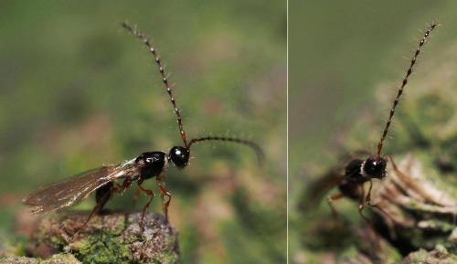 Trichopria sp.