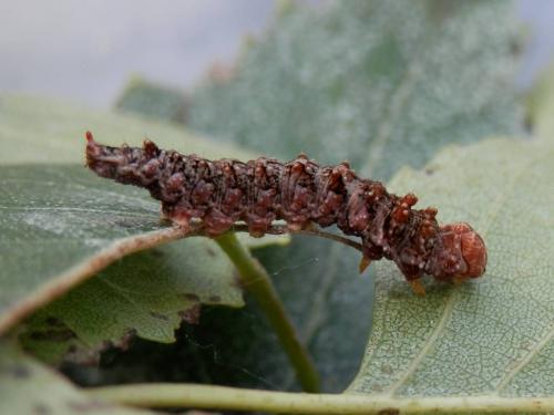 Falcaria lacertinaria