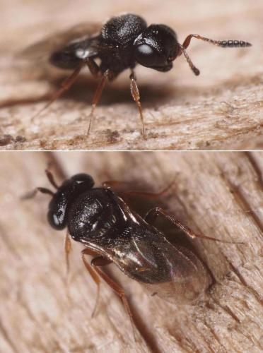 Réf. 109 239 : Trissolcus sp.