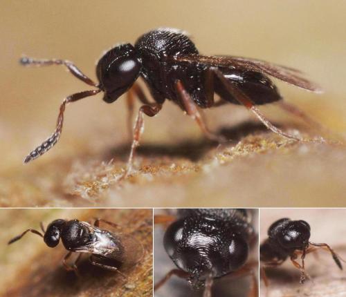 Trissolcus sp.