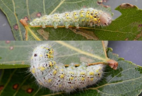 Clostera curtula