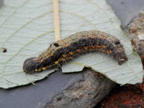 Clostera pigra
