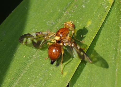Réf. 109 660 : Euleia heraclei