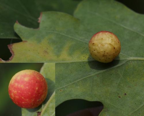 Réf. 109 849 : Cynips quercusfolii