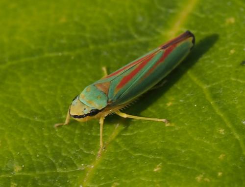 Graphocephala fennahi