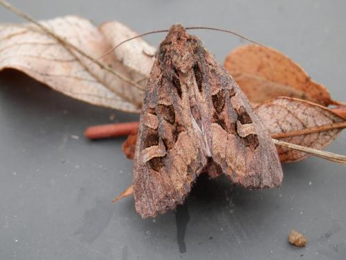 Trigonophora jodea