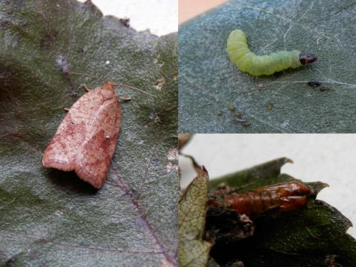 Acleris notana