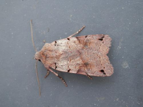 Réf. 109 859 : Agrochola litura