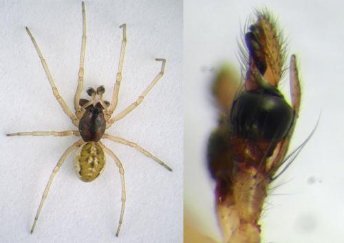 Pachygnatha degeeri
