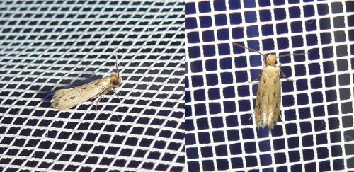 Anomalotinea liguriella