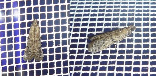 Ephestia sp.