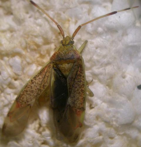Pantilius tunicatus