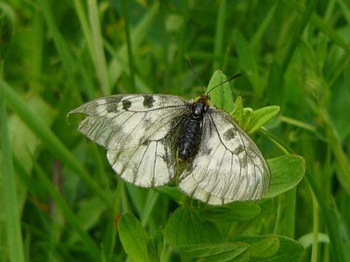 Parnassius mnemosyne