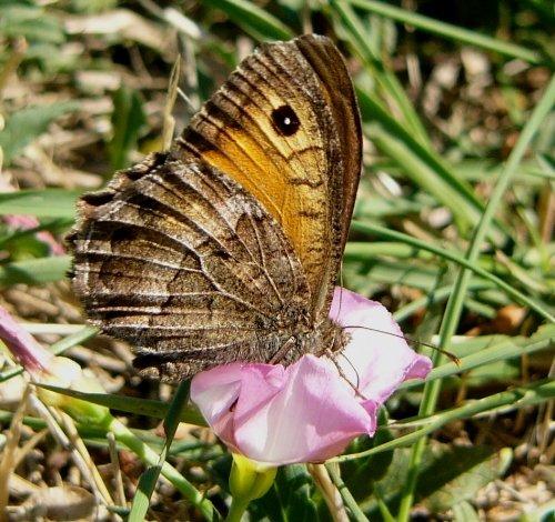 Arethusana arethusa