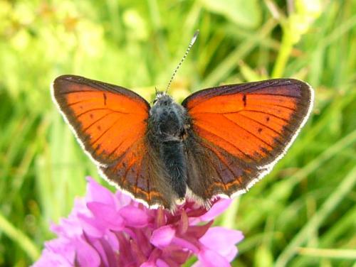 Réf. 109 537 : Lycaena hippothoe