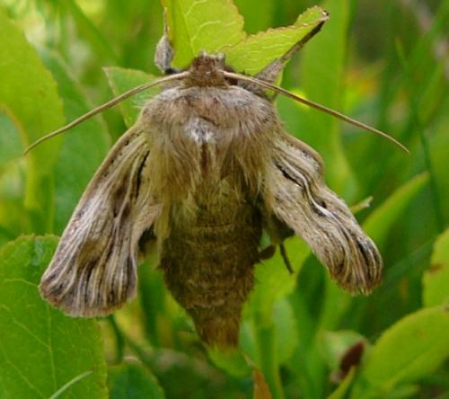 Réf. 109 471 : Leucania comma