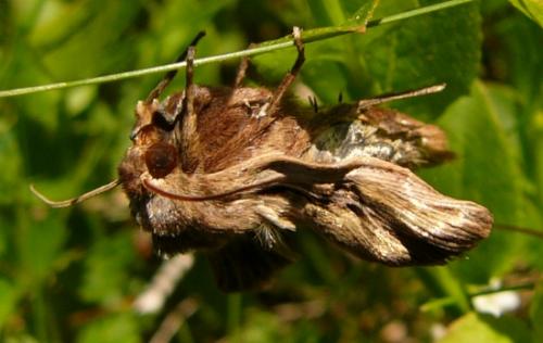 Réf. 109 472 : Leucania comma