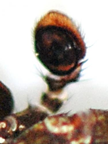 Bassaniodes bufo