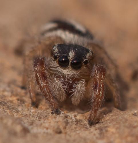 Pellenes arciger