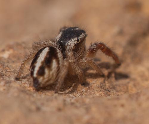 Réf. 109 014 : Pellenes arciger