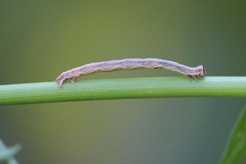 Peribatodes rhomboidaria