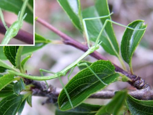 Clonopsis gallica