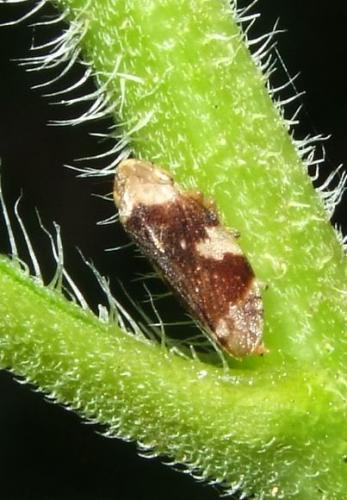 Philaenus spumarius