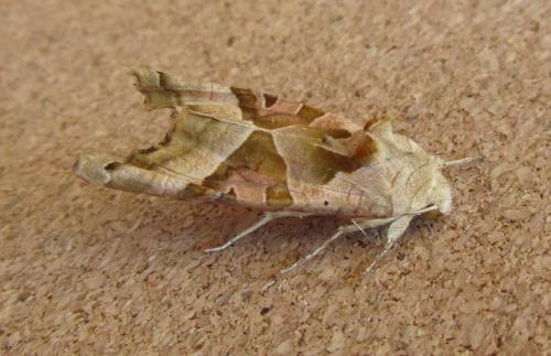 Réf. 109 723 : Phlogophora meticulosa