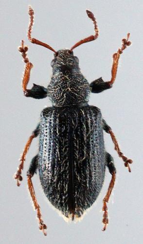 Réf. 109 141 : Phyllobius betulinus