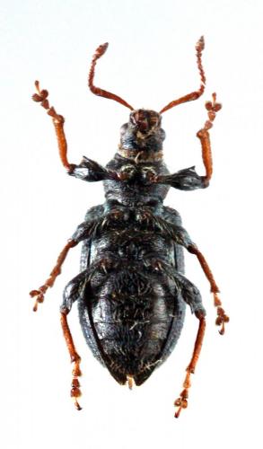 Phyllobius betulinus
