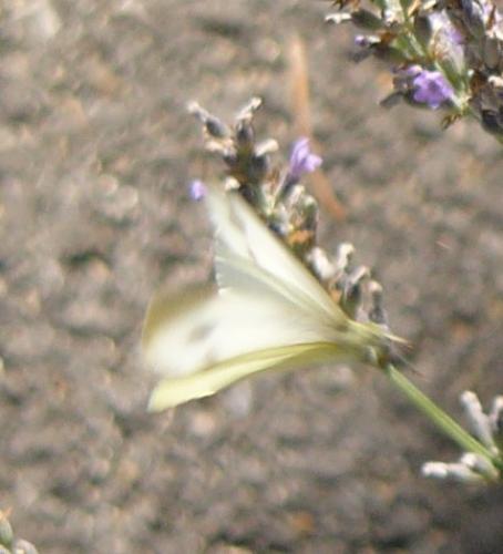Pieris mannii