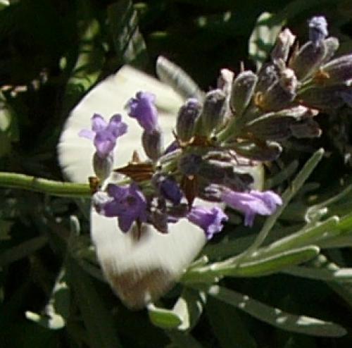 Pieris mannii