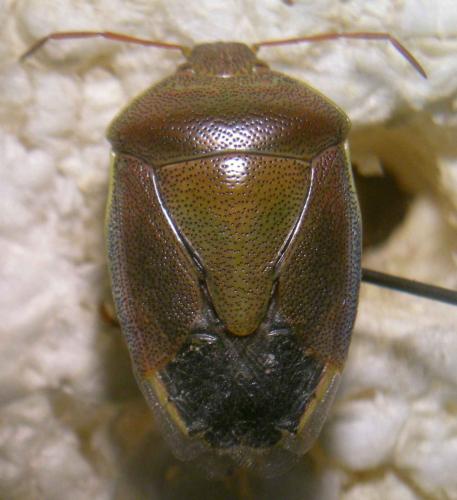 Réf. 109 914 : Piezodorus lituratus
