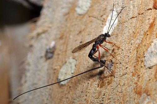 Ephialtes sp.