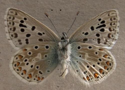 Polyommatus polonus