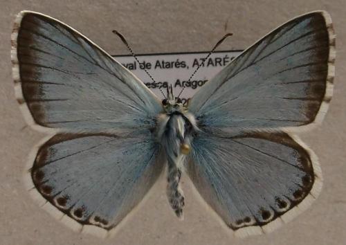 Réf. 109 055 : Polyommatus coridon