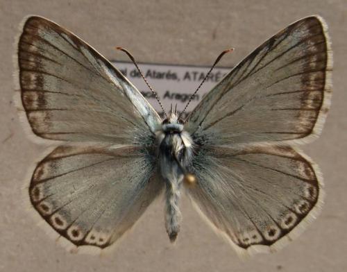 Polyommatus sp.