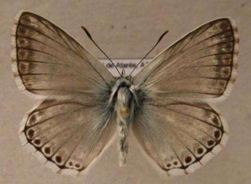 Réf. 109 126 : Polyommatus hispana