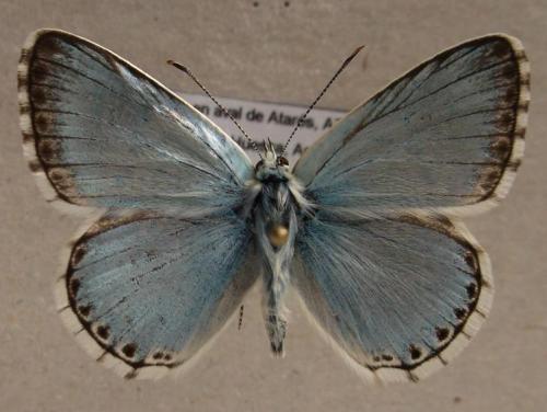 Polyommatus sp.
