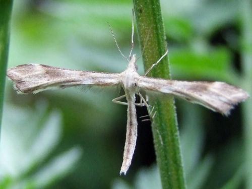 Gillmeria sp.
