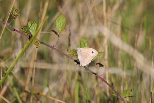 Maniola jurtina