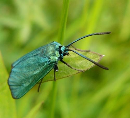 Réf. 109 467 : Adscita sp.