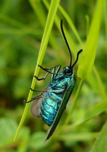 Réf. 109 468 : Adscita sp.