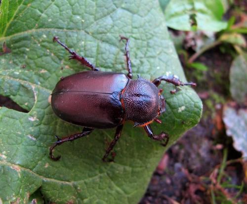Propomacrus bimucronatus