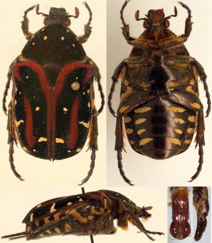 Protaetia ferruginea