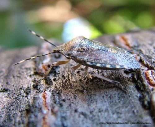 Rhaphigaster nebulosa