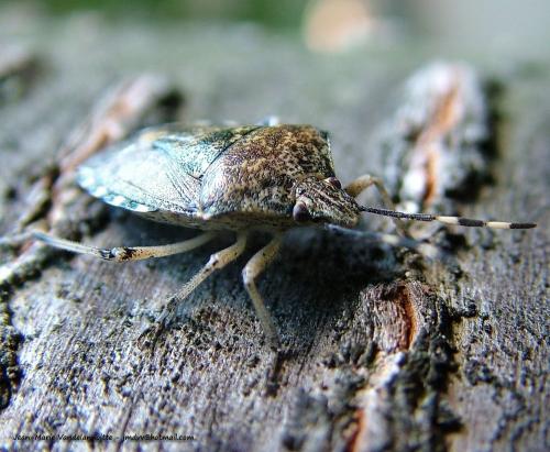 Rhaphigaster nebulosa
