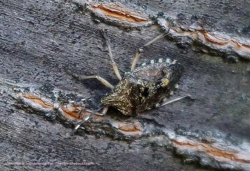 Rhaphigaster nebulosa