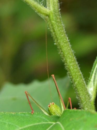 Leptophyes punctatissima