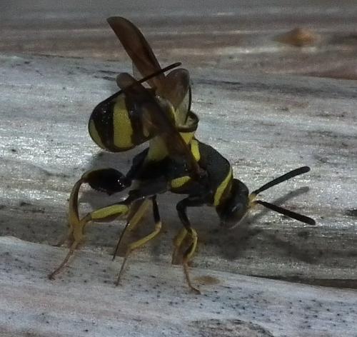 Leucospis sp.